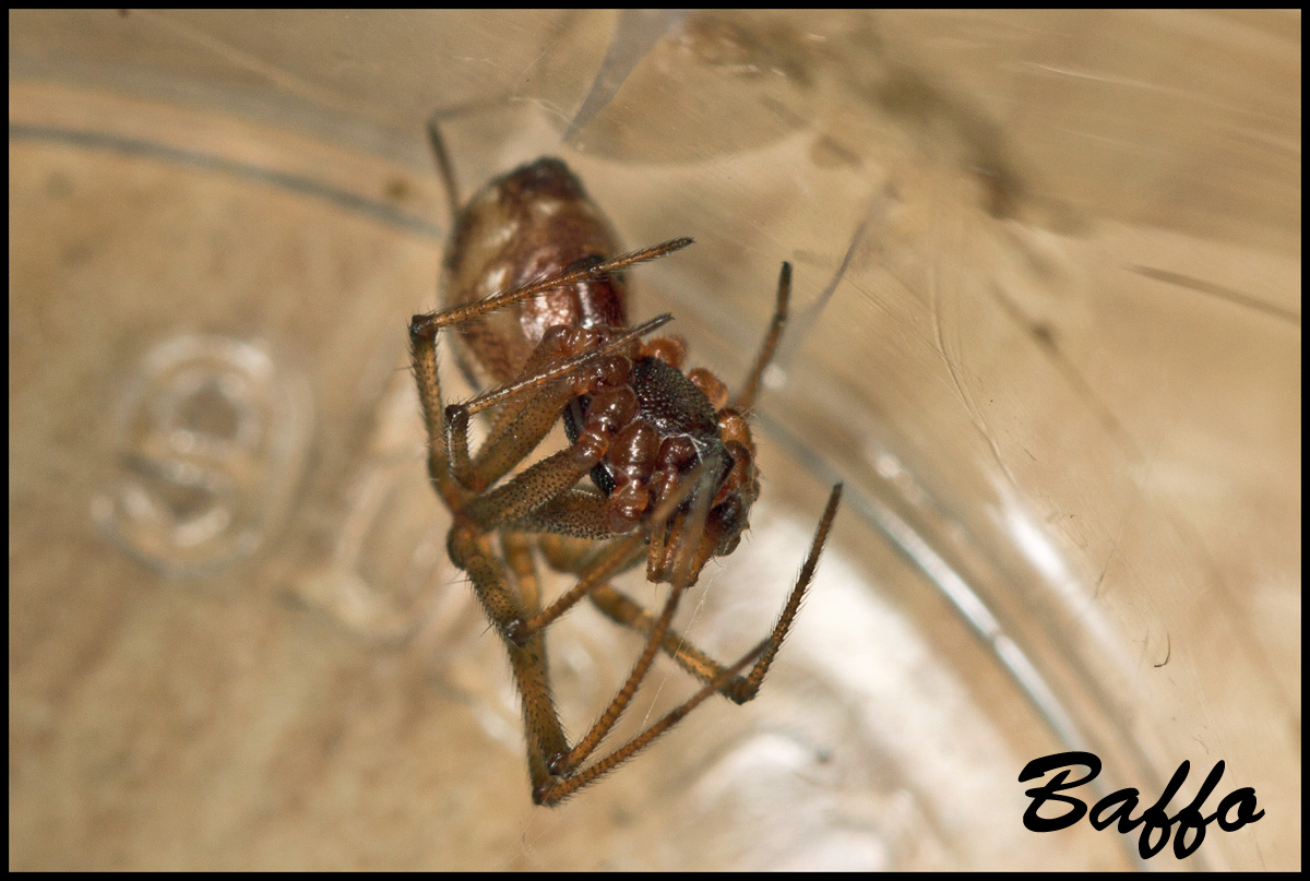 Oonopidae? No. maschio di Steatoda triangulosa - Trieste
